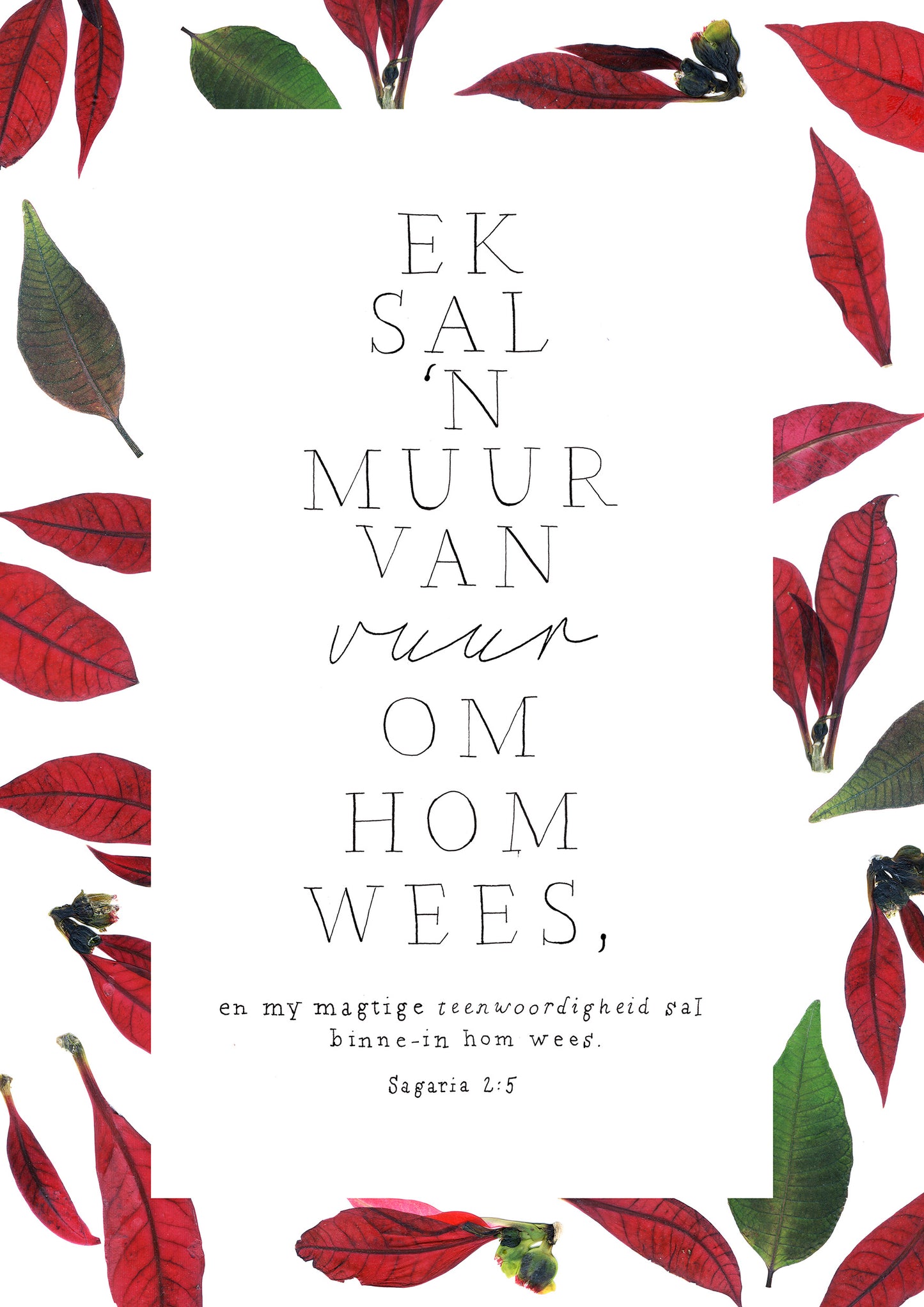 “Zechariah 2:5” (Male)